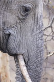 Serondella - Elephant sideshot